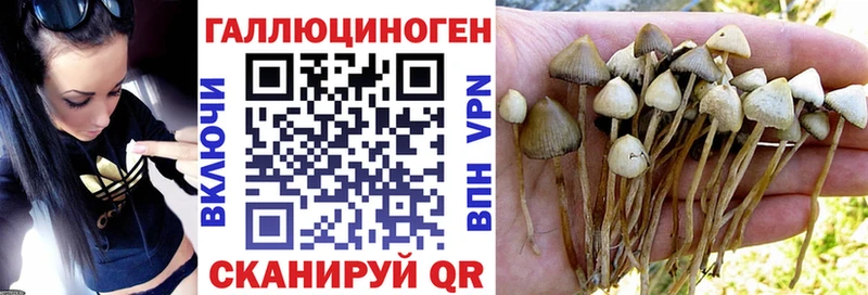 Псилоцибиновые грибы Cubensis  Наволоки 